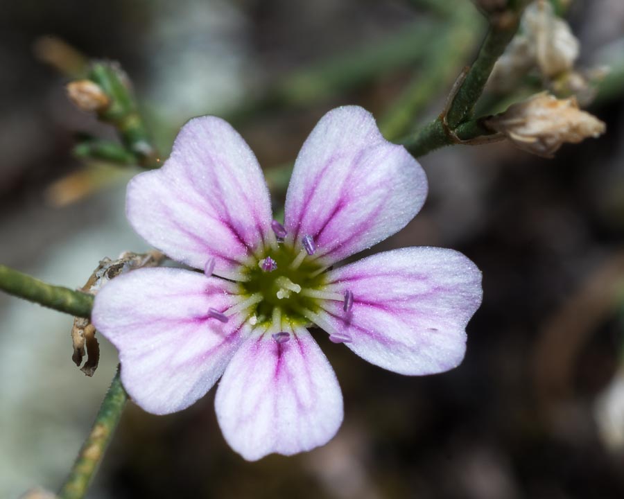 Caryophyllacea in ofiolite - Petrorhagia saxifraga